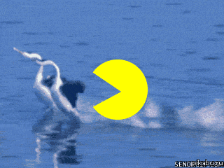 Pac-Man ! 
