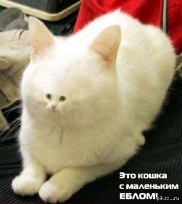 , .  -? 
