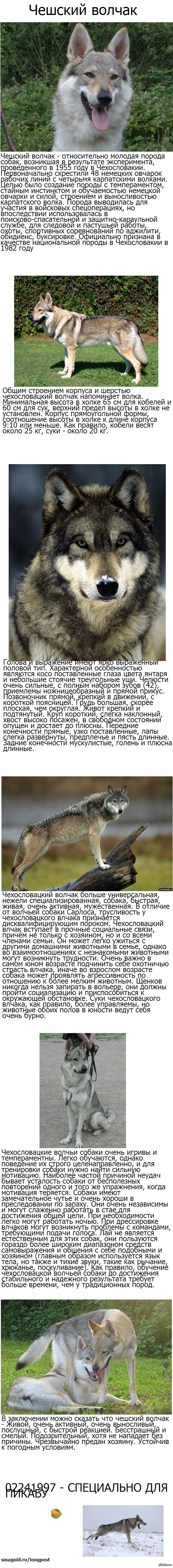                  http://petovod.ru/moscow/sell/dogs/chehoslovatskiiy-vlchak/    1 000 