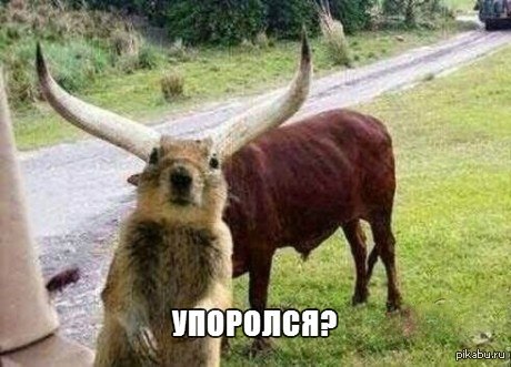  ) 