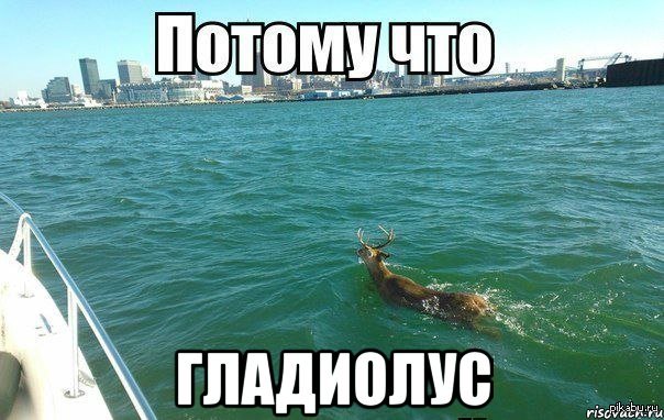    #2    <a href="http://pikabu.ru/story/i_ne_sprashivay_1486981">http://pikabu.ru/story/_1486981</a>